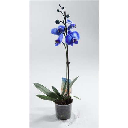 Фаленопсис 12х45 см цвет синий