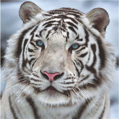 Фотообои бумажные Бенгальский тигр 139х139 cм