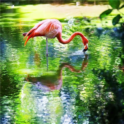 Фотообои флизелиновые Фламинго 200х200 см