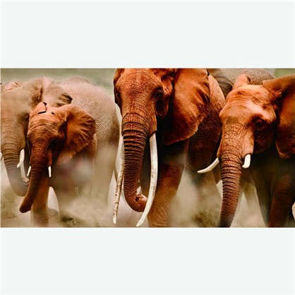 Фотообои флизелиновые Слоны 200х370 cм