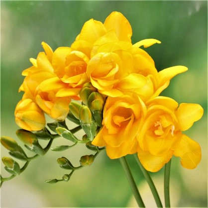 Фрезия махровая цвет жёлтый