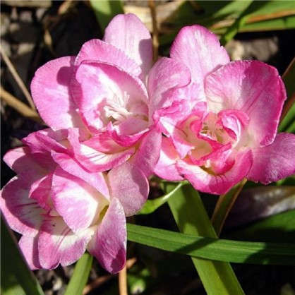 Фрезия махровая розовая