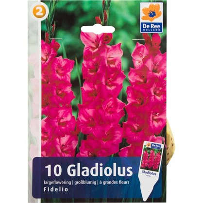 Гладиолус крупноцветковый Фиделио