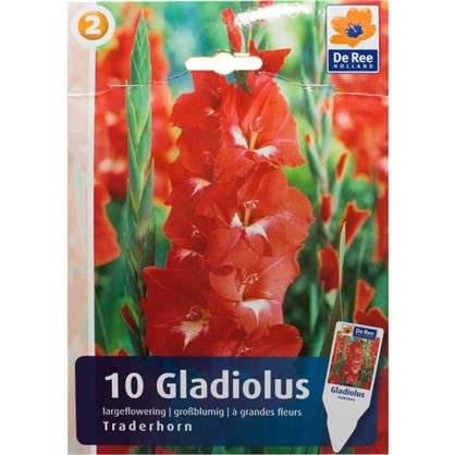 Гладиолус крупноцветковый Традехорн