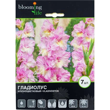 Гладиолус крупноцветковый Владивосток