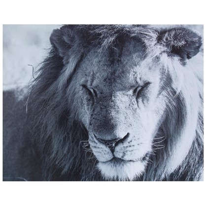 Картина без рамы 40х50 см Дикий лев