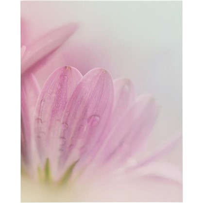 Картина без рамы Розовый цветок 40х50 см