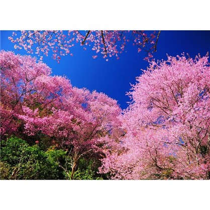 Картина на холсте 40х50 см Деревья в цвету