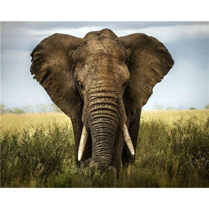 Картина на холсте 40х50 см Слон