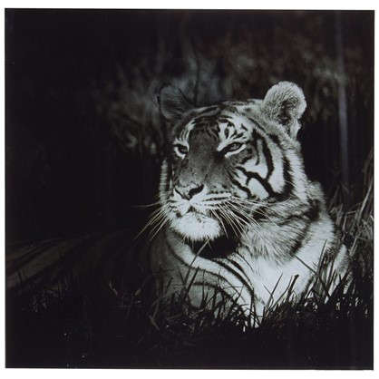 Картина на стекле 30х30 см Бенгальский тигр