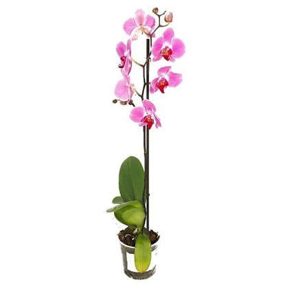 Орхидея Фаленопсис 12х50 см
