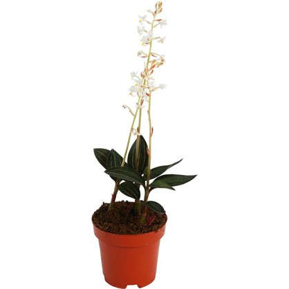 Орхидея Лудизия 9Х25 см