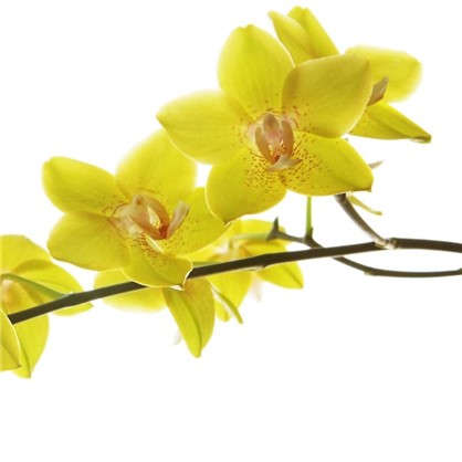 Орхидея микс 12х60 см