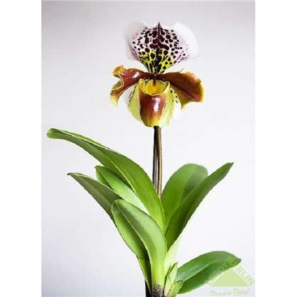 Орхидея Пафиопедилюм 12х20-50 см