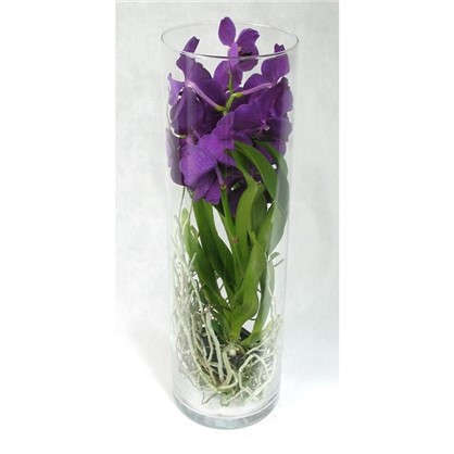 Орхидея Ванда в стекле 15х50 см