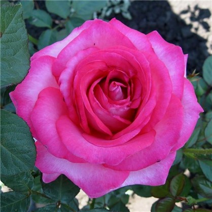 Роза чайно-гибридная Аква цвет розовый С2