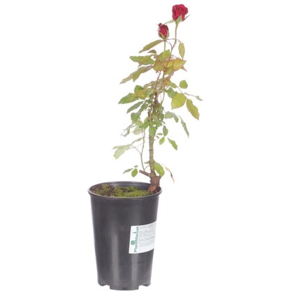 Роза чайно-гибридная Интуишн С2 цвет красный