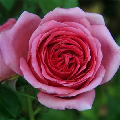 Роза чайно-гибридная Каресс