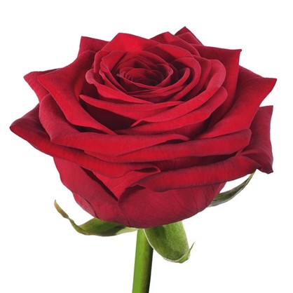 Роза чайно-гибридная Рэд Наоми С2 цвет красный