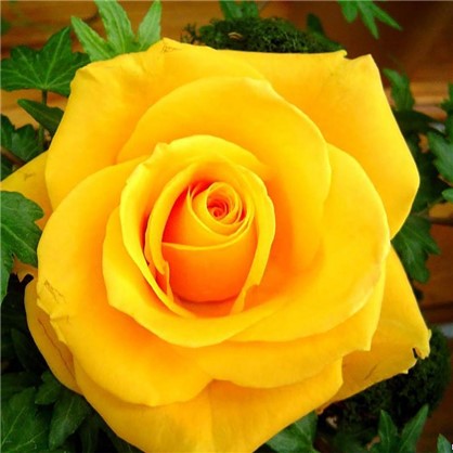 Роза чайно-гибридная Сфинкс Голд цвет жёлтый С2
