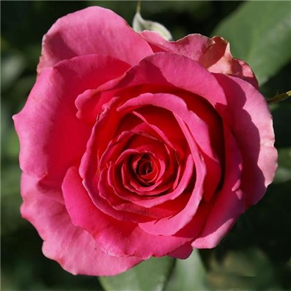 Роза чайно-гибридная Тенга Венга цвет розовый С2