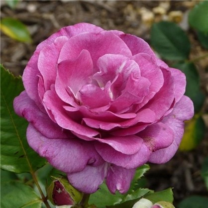 Роза чайно-гибридная Виролетт Парфюм