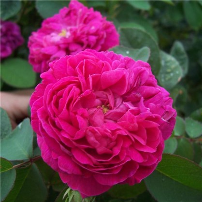 Роза парковая Роуз де Решт