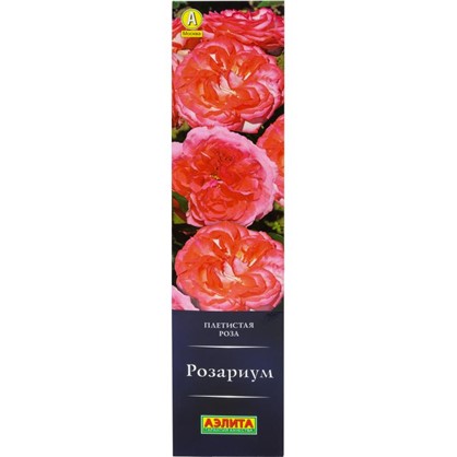 Роза плетистая Розариум