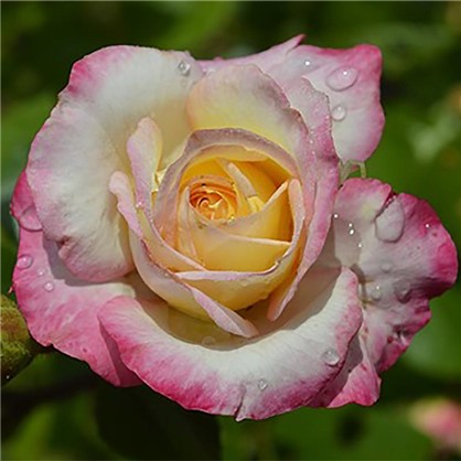 Роза Royal Minueto полиант(тб 9*9)