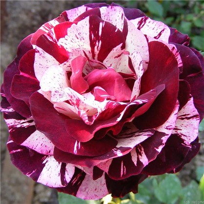 Розы чайно-гибридные Имэджин