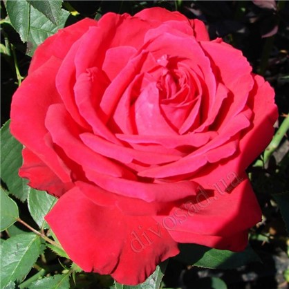 Розы чайно-гибридные Софи Лорен