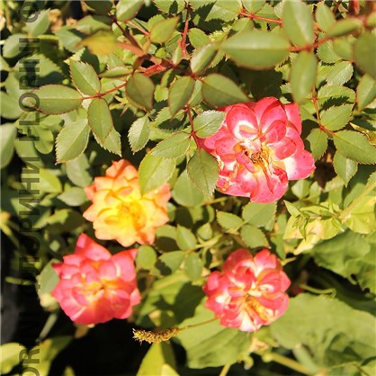 Розы миниатюрные Мандарин