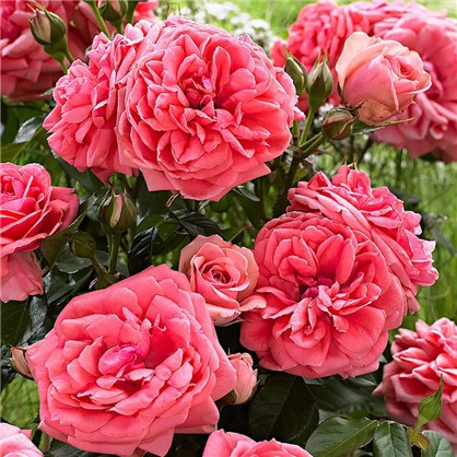 Розы плетистые Клайминг Кимоно