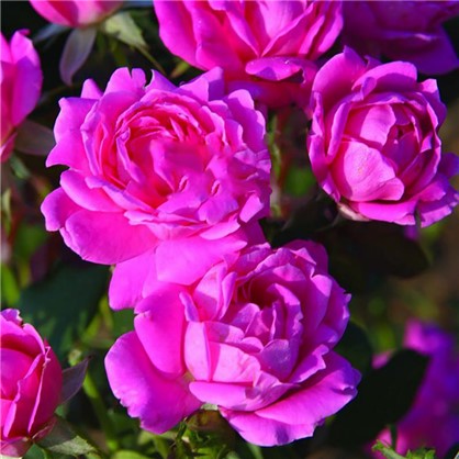 Розы плетистые Клайминг Критерион