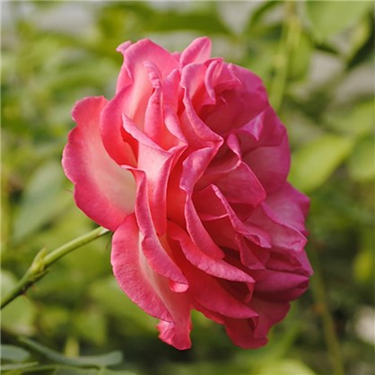 Розы плетистые Рина Херхолдт