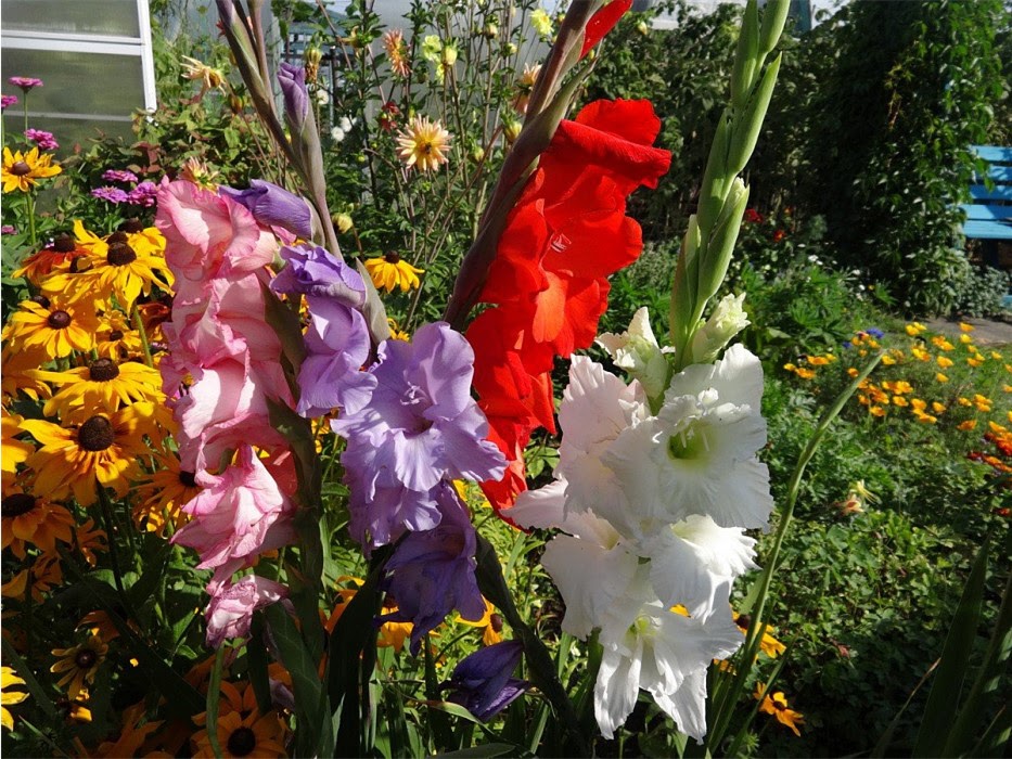 Гладиолусы 2025: полное руководство по посадке, уходу и дизайну