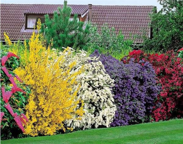 Как выбрать кустарники для вашего сада: сорта, цены и лайфхаки для регионовРоссии