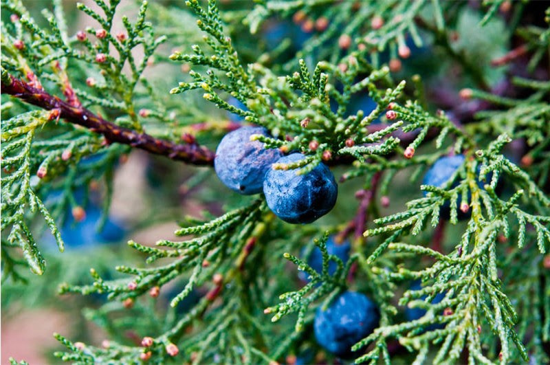 Ландшафтный дизайн с можжевельником в 2025: от выбора сорта до профессиональногоухода