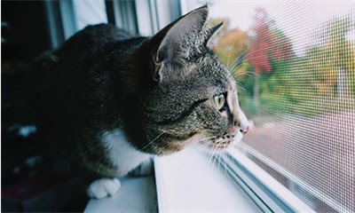 Сетки Антикошка: Защита Окон от Питомцев без Риска — Полный Обзор 2025