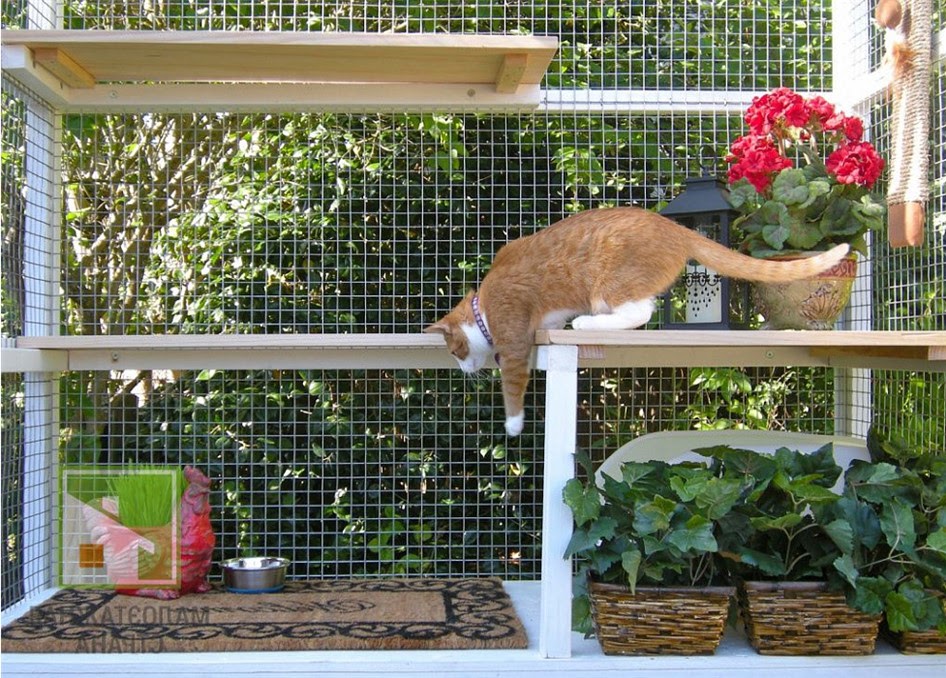 Всё о вольерах для кошек: как создать безопасный рай для питомца