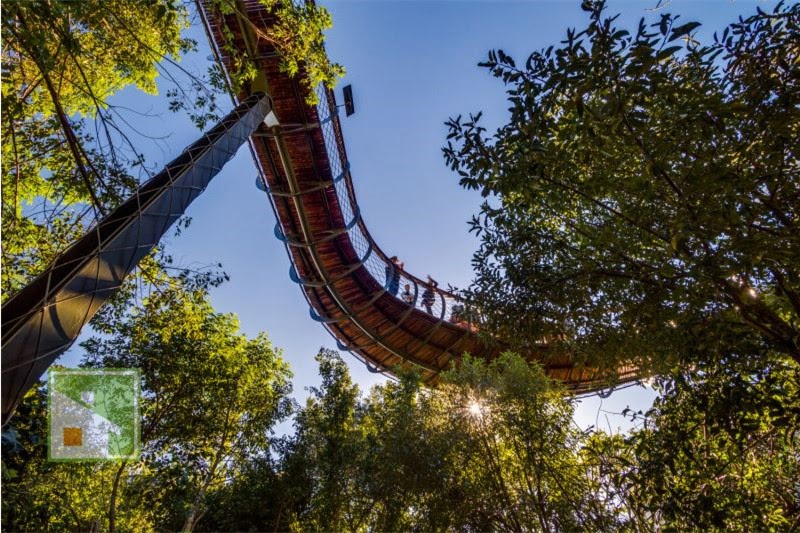 Canopy Walkway в Кирстенбош: Ваш гид по небесной тропе Кейптауна фото