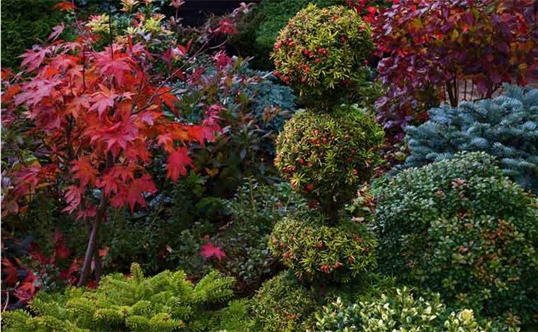 Тис в вашем саду: секреты выращивания от питомника до живой изгороди