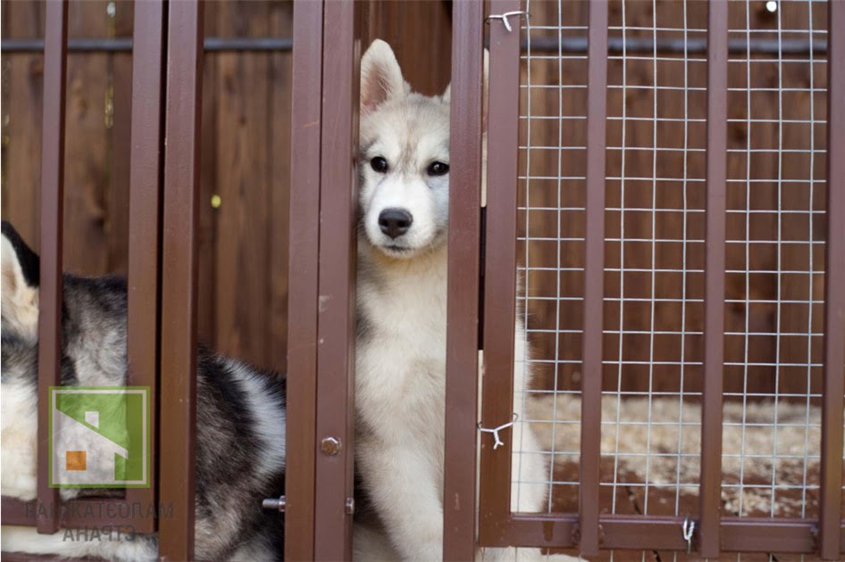 Вольер для хаски 2025: от чертежа до защиты от побега